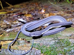 Xenodermus javanicus