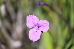 Patersonia occidentalis occidentalis
