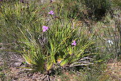 Patersonia occidentalis occidentalis