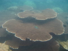 Acropora hyacinthus