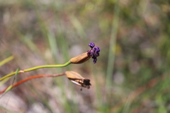 Patersonia occidentalis occidentalis