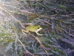 Pelophylax plancyi