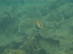 Coradion chrysozonus