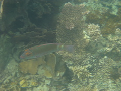 Lethrinus erythropterus