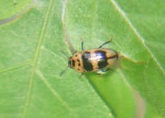 Mycotretus pallidior