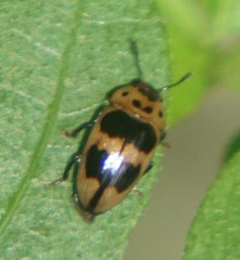 Mycotretus pallidior