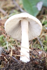 Inocybe pudica