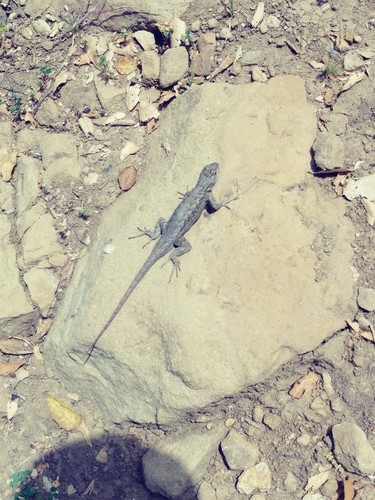 iNaturalist observation photo of Western Fence Lizard