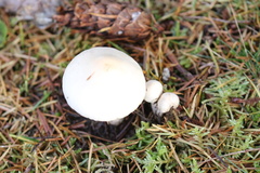 Inocybe pudica