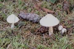 Inocybe pudica
