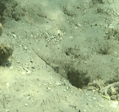 Valenciennea longipinnis