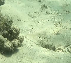 Valenciennea longipinnis