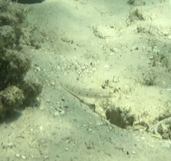 Valenciennea longipinnis