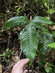 Mickelia pergamentacea