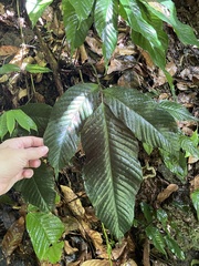 Mickelia pergamentacea