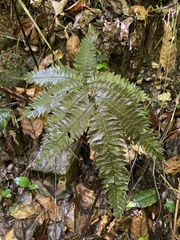 Adiantum tetraphyllum