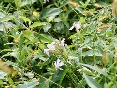 Saponaria