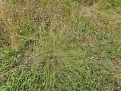 Poa clelandii