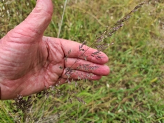 Poa clelandii