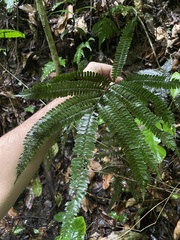 Adiantum pulverulentum