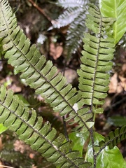 Adiantum pulverulentum