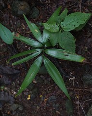 Zamia standleyi