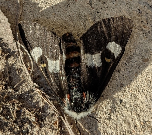 Grote's buckmoth photo 5