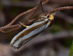 Phytotrypa brochosema