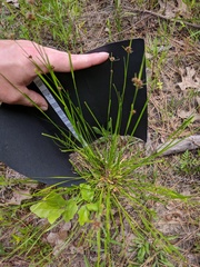 Cyperus reflexus