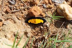 Xanthyris flaveolata