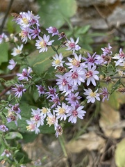 Symphyotrichum