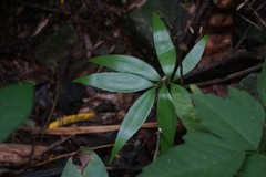 Zamia standleyi