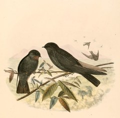 Square-Tailed Saw-Wing photo 4