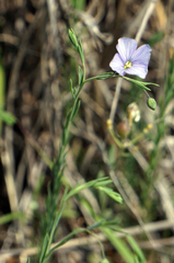 Linum pratense