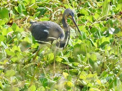 Egretta tricolor image