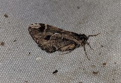 Stamnodes albiapicata