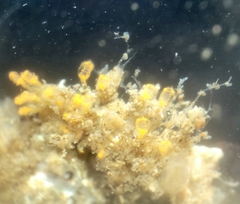 Pycnoclavella stanleyi
