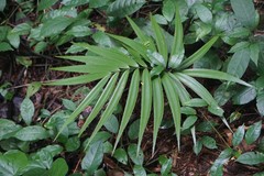 Zamia standleyi