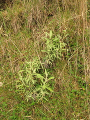 Achyrocline saturejoides