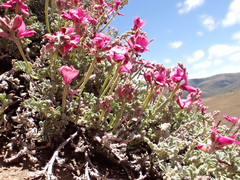 Indigofera burchellii
