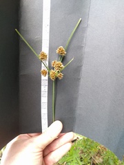 Cyperus reflexus