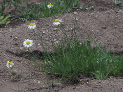 Lasiospermum bipinnatum