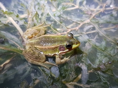 Pelophylax plancyi