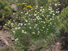 Lasiospermum bipinnatum