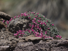 Indigofera burchellii