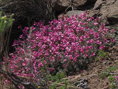 Indigofera burchellii