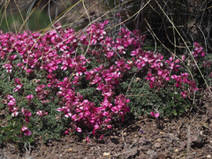 Indigofera burchellii