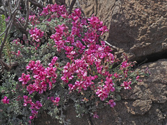 Indigofera burchellii