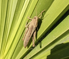 Schistocerca impleta