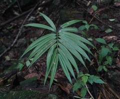 Zamia standleyi